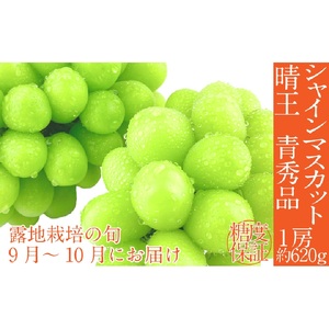 [2025年 予約受付中] シャインマスカット 晴王 1房約620g 9月〜10月出荷/ 岡山県産 種無し 皮ごと食べる みずみずしい フレッシュ 晴れの国 おかやま 果物大国 彩美菜果