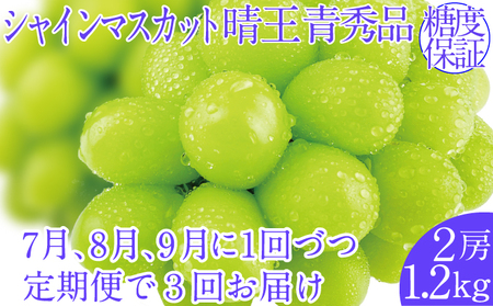 2025年予約受付中[3回定期便]シャインマスカット晴王 2房 約1.2kg 7月8月9月に出荷人気 岡山県産 種無し 皮ごと食べる みずみずしい 晴れの国 おかやま 果物大国 ハレノフルーツ