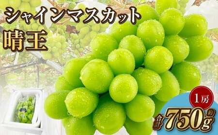 岡山県産 シャインマスカット 晴王 1房 約750g[2025年9月上旬-10月下旬 発送予定]|種無し 皮ごと食べる 旬の美味しさ フレッシュ 先行予約 ハレノフルーツ