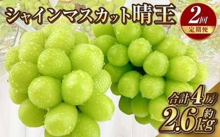 [定期便 全2回/2026年9・10月発送] 岡山県産シャインマスカット 晴王 2房 約1.3kg|2回定期便 9月10月に1回づつ発送 種無し 皮ごと食べる 旬の美味しさ フレッシュ 先行予約 ハレノフルーツ