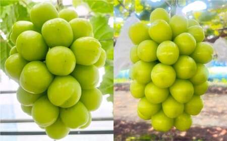 RY VC}XJbg ƒp 10kg }XJbg Ԃǂ uhE  ʕ t[c R q~sy2026N9{`9{܂ŏ\z