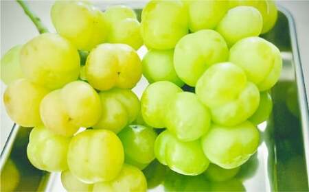 RYԂǂ2iVC}XJbg+˃WCAcjƒp 5kg Ԃǂ uhE  ʕ t[c R q~sy2025N9{`9{\z