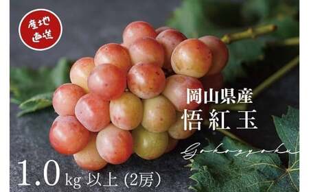 厳選 悟紅玉 旧ゴルビー 2房 合計1.0kg以上 産地直送 朝採れ ぶどう 葡萄 岡山 Kawahara Green Farm[2025年8月下旬〜9月下旬 順次発送予定]