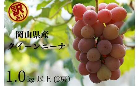 訳あり クイーンニーナ 2房 合計1.0kg以上 産地直送 朝採れ ぶどう 葡萄 岡山 Kawahara Green Farm [2025年8月下旬〜9月下旬 順次発送予定]