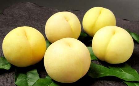 R 5`7ʁiv1.5kgȏj     t[c ʕ ʎ  R q~sy2026N7{`7{܂ŏ\z