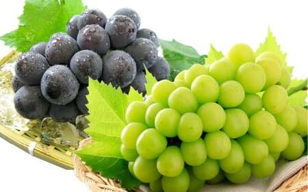 種無しぶどう詰合せ2房(合計1.2kg以上) シャインマスカット ニューピオーネ ぶどう 葡萄 ブドウ 果物 フルーツ 詰め合わせ セット 岡山県 倉敷市[2026年9月上旬〜10月上旬まで順次発送予定]