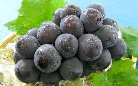 ぶどう 2026年 先行予約 ニューピオーネ 1房 600g以上 葡萄 ブドウ 果物 フルーツ 岡山県 倉敷市[2026年8月下旬〜9月下旬まで順次発送予定]