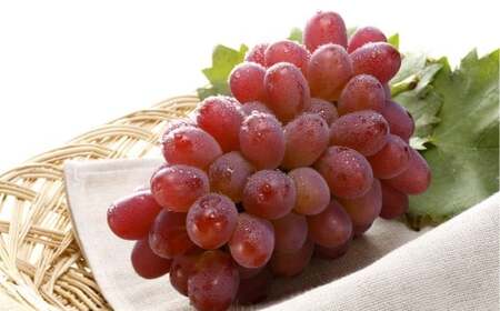 冬ぶどう 紫苑 1房 700g以上 葡萄 ブドウ ぶどう 果物 フルーツ 岡山県 倉敷市[2026年10月下旬〜11月下旬まで順次発送予定]