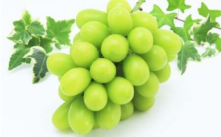 岡山県産 シャインマスカット 1房 ・ 桃太郎ぶどう 1房 (合計約1kg) [2026年8月上旬〜11月上旬まで順次発送予定] 葡萄 ぶどう ブドウ マスカット 果実 フルーツ 果物 種なし 皮ごと 大粒 セット 岡山県 倉敷市 冷蔵