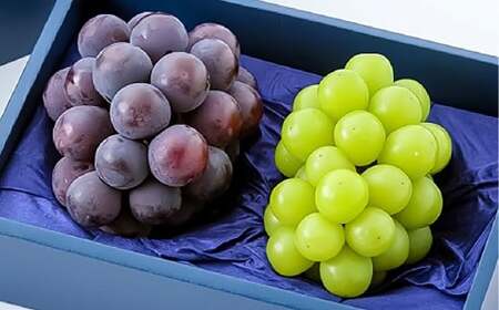 ニューピオーネ1房・シャインマスカット1房(1房500g前後)合計約1kg 2房 ぶどう 葡萄 ブドウ マスカット セット 詰め合わせ フルーツ 果物 [2026年8月下旬〜10月上旬迄順次発送予定]