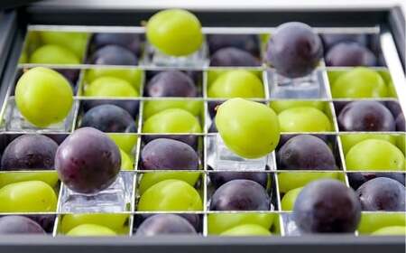 ぶどうの宝石箱(シャインマスカットとニューピオーネ又はオーロラブラック)36粒(1粒14g以上)1箱 贈答用 ぶどう 葡萄 ブドウ マスカット セット 詰め合わせ フルーツ 果物 [2026年8月下旬〜9月下旬まで順次発送予定]