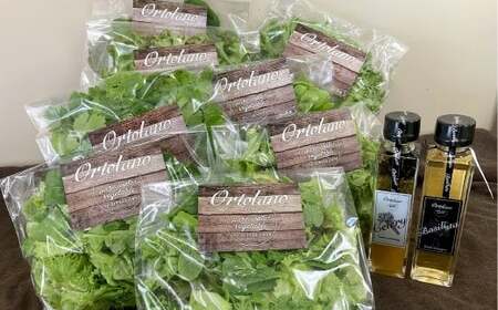 yOrtolanozt@[XgNX̃T_ZhbVOZbg S-2 T_ hbVO lߍ킹 Zbg  R q~s