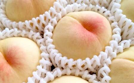 Ƃ{ȕi̓͂ R̓ 2kgy2026N6{`9{ \zy lCt[c lC ߃t[c R Rt[c R q~sz