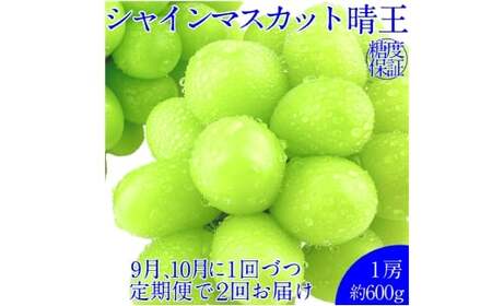 [2回定期便]シャインマスカット 晴王 1房 約600g2回 定期便 9月・10月に1回ずつ発送 種無し 皮ごと食べる フレッシュ 旬の美味しさ[2026年9月上旬発送開始][岡山県産 種無し 皮ごと食べる みずみずしい 甘い フレッシュ 9月〜10月 晴れの国 おかやま ぶどう 葡萄 マスカット 果物大国 彩美菜果 岡山県 倉敷市 おすすめ 人気]
