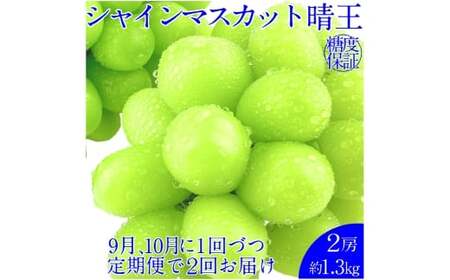 [2回定期便]シャインマスカット 晴王 2房 約1.3kg 2回 定期便 9月・10月に1回ずつ発送 岡山県産 種無し 皮ごと食べる みずみずしい 甘い フレッシュ[2026年9月上旬発送開始][岡山県産 種無し 皮ごと食べる みずみずしい 甘い フレッシュ 9月〜10月 晴れの国 おかやま 果物大国 彩美菜果 岡山県 倉敷市 おすすめ 人気]