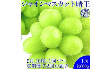 晴王 シャインマスカット晴王 1房 約600g [先行予約:2026年9月上旬〜10月下旬発送予定2回定期便] 岡山県産 種無し 皮ごと食べる みずみずしい 甘い フレッシュ 糖度保証 クール発送 瀬戸内 晴れの国 おかやま 果物大国 満天フルーツ 定期便 冷蔵 岡山県 倉敷市