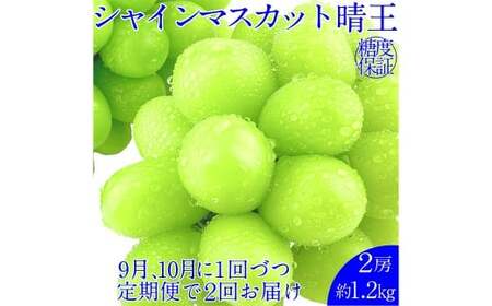 晴王 シャインマスカット晴王 2房 約1.2kg 【先行予約：2026年9月上旬～10月下旬発送予定2回定期便】 岡山県産 種無し 皮ごと食べる みずみずしい 甘い フレッシュ 糖度保証 クール発送 瀬戸内 晴れの国 おかやま 果物大国 満天フルーツ