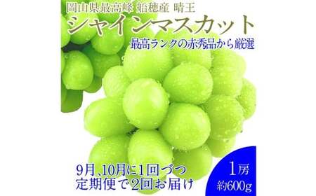 赤秀ぶどう プレミアム シャインマスカット 晴王 1房 約600g [先行予約:2026年9月上旬〜10月下旬発送予定2回定期便] 船穂産 赤秀品以上 皮ごと食べる みずみずしい 糖度保証 岡山県産 満天フルーツ 定期便 冷蔵 岡山県 倉敷市