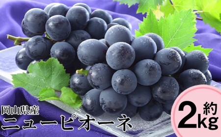 ��s�\�� ���R���Y �j���[�s�I�[�l ��2kg�i3�`6�[�j�y2026�N8�����{�`10�����{�܂ŏ��������\��z ���� �Ԃǂ� �u�h�E �s�I�[�l �嗱 ��Ȃ� �햳�� �ʕ� �t���[�c �① ���R�� �q�~�s