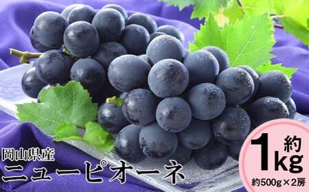 ��s�\�� ���R���Y �j���[�s�I�[�l ��500g×2�[ �v��1kg�y2026�N8�����{�`10�����{�܂ŏ��������\��z ���� �Ԃǂ� �u�h�E �s�I�[�l �嗱 ��Ȃ� �햳�� �ʕ� �t���[�c �① ���R�� �q�~�s