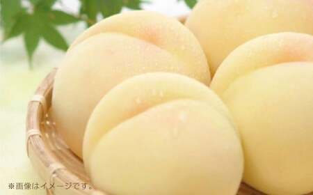 岡山県産白桃 4〜6玉 約1.2kg[2026年7月上旬〜7月下旬発送予定][もも 桃 白桃 果物 フルーツ 国産 人気 おすすめ 岡山県 倉敷市]