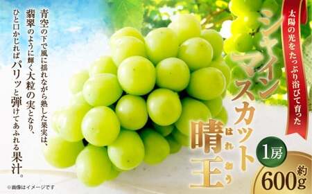 [HS]ぶどう シャイン マスカット 晴王 1房 約600g【2026年9月上旬～10月下旬発送】【ブドウ 葡萄  岡山県産 国産 フルーツ 果物 ギフト】
