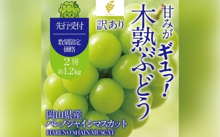 [ 先行予約 ] 訳あり 木熟ぶどう ハレノシャイン シャインマスカット 2房 約1.2kg マスカット ぶどう ブドウ 葡萄 果物 くだもの フルーツ [2026年10月上旬〜11月上旬発送予定]