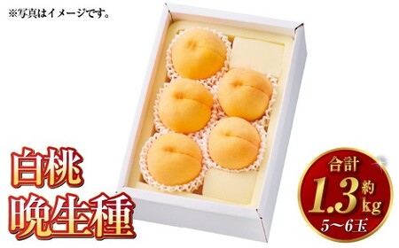白桃 晩生種 5〜6玉(約1.3kg)岡山 桃 晩生種 白麗 瀬戸内白桃 大玉 果実 固め 果肉[2026年8月上旬〜9月下旬発送予定]