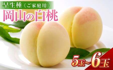 [ご家庭用] 岡山の白桃 (早生種) 5〜6玉 (合計約1.3kg) 桃 もも モモ 白桃 くだもの 果物 国産フルーツ 国産 岡山県 倉敷市 [2026年6月下旬〜7月下旬迄順次発送予定]
