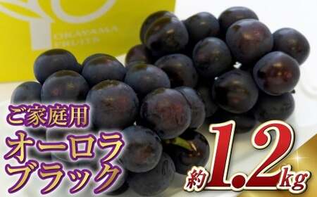 [ご家庭用] オーロラブラック 2〜3房 (合計約1.2kg) ブドウ 葡萄 岡山県産 国産 フルーツ 果物 岡山県 倉敷市 [2026年8月下旬〜9月下旬発送予定]