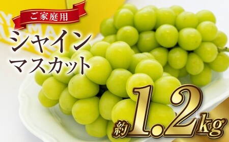 [ご家庭用] シャインマスカット 2〜3房(合計約1.2kg) マスカット ぶどう 葡萄 岡山県産 種無し 皮ごと食べる 岡山県 倉敷市 [2026年9月上旬〜10月下旬 発送予定]
