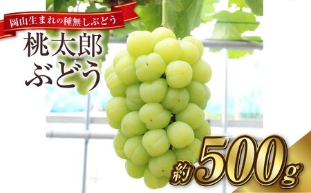 桃太郎ぶどう 1房(約500g)果物 ぶどう フルーツ スッキリ 種なし 大粒 人気 皮ごと 美味しい[2026年9月上旬〜9月下旬発送予定]