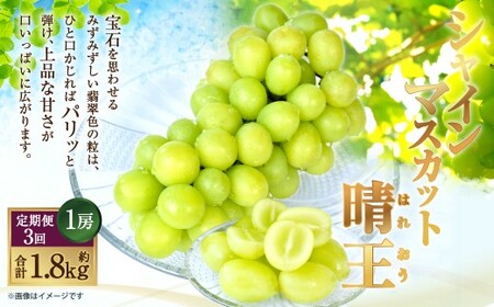 [HS][3回定期便]温室・露地 シャインマスカット 晴王 1房 約600g[2026年7月上旬〜9月下旬発送予定]マスカット 葡萄 ぶどう ブドウ フルーツ 果物 くだもの デザート 冷蔵 岡山県 倉敷市