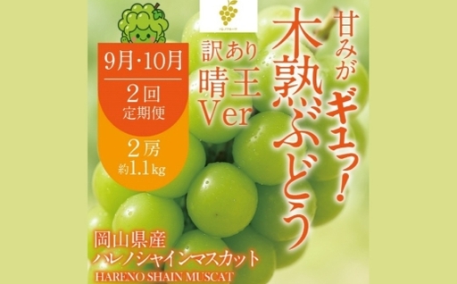 [ 2回定期便 ] 訳あり 木熟ぶどう ハレノシャイン シャインマスカット 晴王 2房 合計約1.1kg 果物 くだもの 果実 フルーツ 果汁 ぶどう 葡萄 ブドウ マスカット 皮ごと 岡山県産 冷蔵 [ 2026年9月上旬より発送開始予定 ]