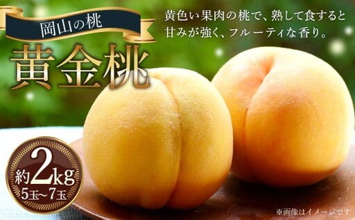岡山の桃 黄金桃 5〜7玉 (約2kg) [2026年9月発送予定] 黄肉 糖度 香り 果実 食感 くだもの 果物 フルーツ もも 桃 モモ ピーチ 国産 岡山県産 ブランド 甘み