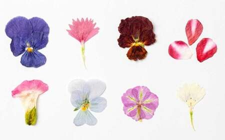 押し花MIX(20輪入り)3パックセット[食べられるお花 栽培期間中 農薬不使用]