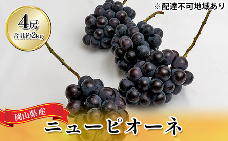 ぶどう 2025年 先行予約 ニュー ピオーネ 4房(合計約2kg) ブドウ 葡萄 岡山県産 国産 フルーツ 果物 ギフト