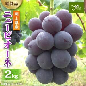 新鮮・朝採り後即出荷!　岡山県　吉備高原産ニューピオーネ　2kg箱(3～4房入)ご贈答品【1299812】