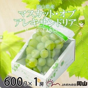 y2026N6{菇zRY }XJbgEIuEALThA 600g×1[yzsnFEkCEꌧzy1362223z