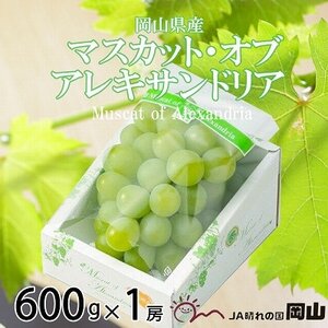 【2025年9月発送】岡山県産　マスカット・オブ・アレキサンドリア　600g×1房【配送不可地域：離島・北海道・沖縄県】【1362224】