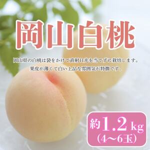 [2025年発送][8月発送]岡山白桃 約1.2kg(4〜6玉)[配送不可地域:離島・北海道・沖縄県]