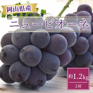 【2026年発送】岡山県産ニューピオーネ約1.2kg(2房)【配送不可地域：離島】【1413100】