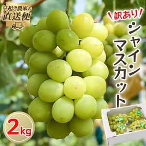 【2025年度発送分】早起き農家の直送便　わけありシャインマスカット2kg【配送不可地域：離島・北海道・沖縄県】【1428073】
