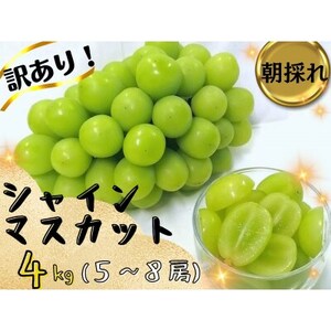 [2025年先行受付]訳あり岡山県産シャインマスカット4kg[配送不可地域:離島]