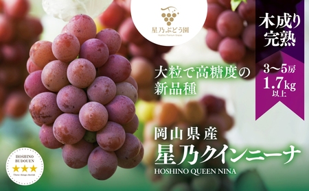 先行受付【三つ星ブランド】星乃クイーンニーナ 数量限定 3房～5房(1.7kg以上)【配送不可地域：離島・北海道・沖縄県】【1601634】