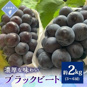 �y��s�\�� 2026�N�����z���R���Y�@�A���g�V�A�j���L�x�ȁ@�u���b�N�r�[�g3�[�`6�[(���v��2kg)�y�z���s�n��F�����z�y1562227�z