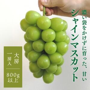 [きよとうファーム][数量限定]大粒シャインマスカット厳選品1房 /800g以上(岡山県産)[配送不可地域:離島]