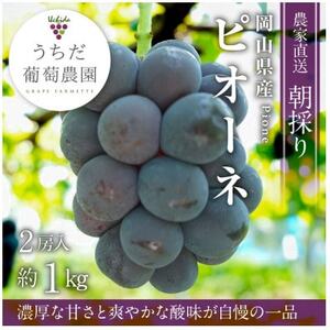 朝採りピオーネ2房入(約1kg)[配送不可地域:離島]