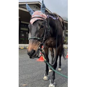 岡山県津山市のひきうま、えさやり体験1回