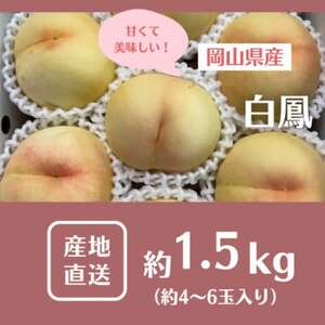 y2026Ns\z2026N7{蔭\ER̔EP(1.5kg)yzsnFzy1578640z